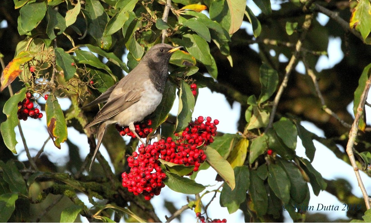 image Black-throated Thrush